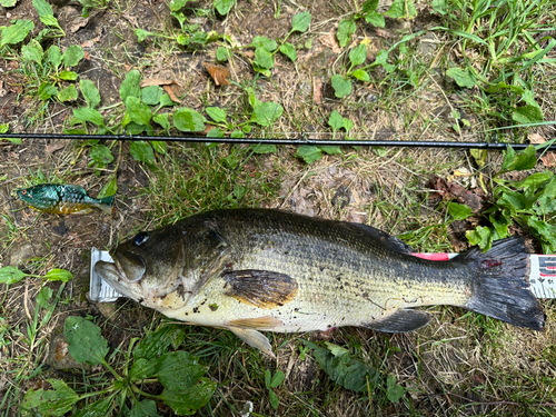 ブラックバスの釣果