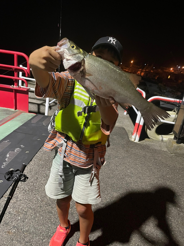 ヒラスズキの釣果