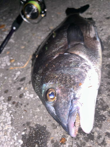 クロダイの釣果