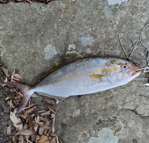 ネリゴの釣果