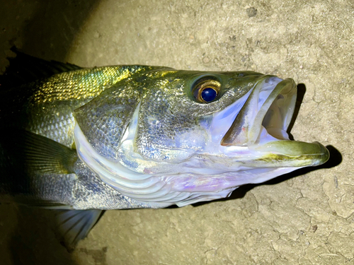 フッコ（マルスズキ）の釣果