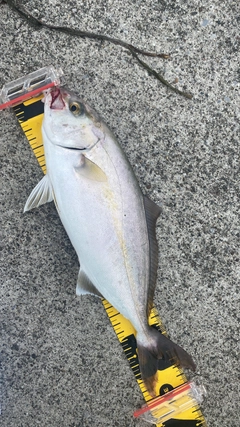 ショゴの釣果