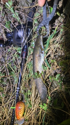 マナマズの釣果