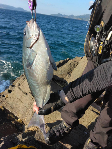 メジナの釣果