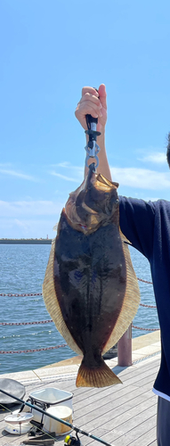 ヒラメの釣果