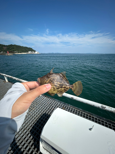 カワハギの釣果