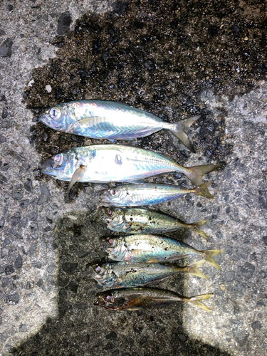 アジの釣果