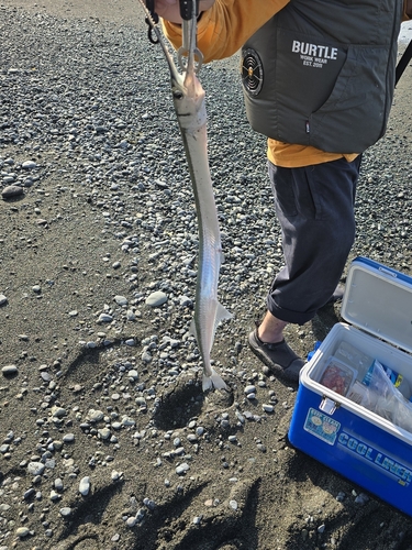 シイラの釣果