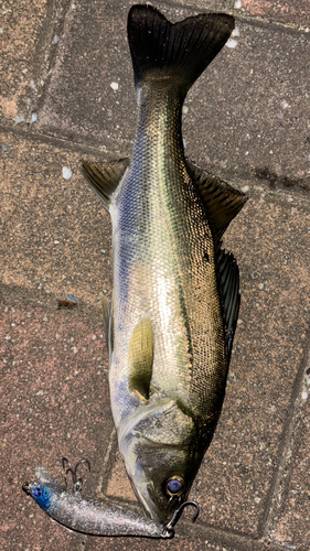 セイゴ（マルスズキ）の釣果