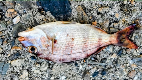 マダイの釣果