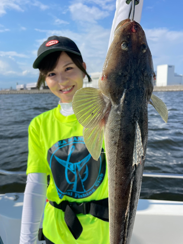 マゴチの釣果