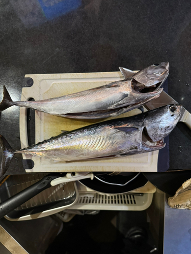 ソウダガツオの釣果