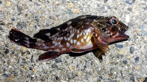 カサゴの釣果