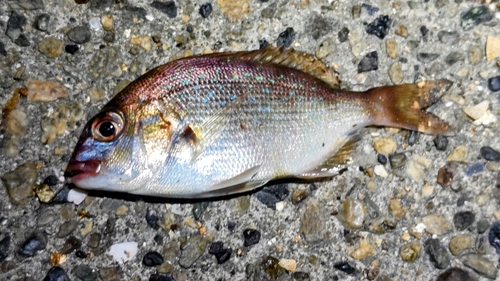 マダイの釣果