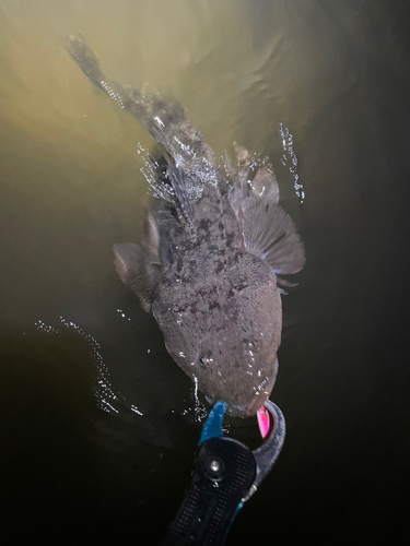 マゴチの釣果