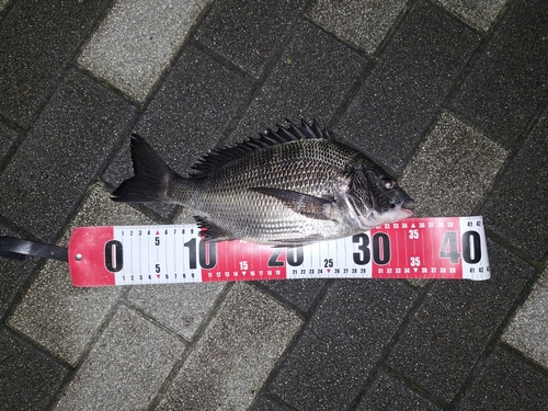 クロダイの釣果