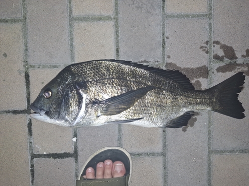 クロダイの釣果