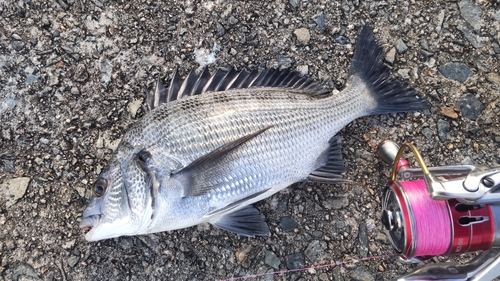 クロダイの釣果