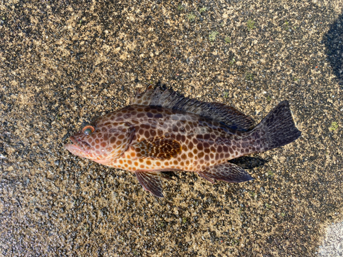 オオモンハタの釣果