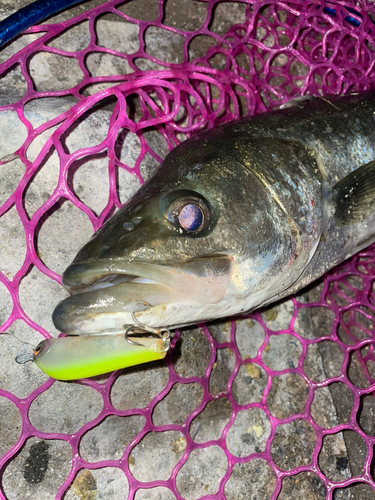 シーバスの釣果