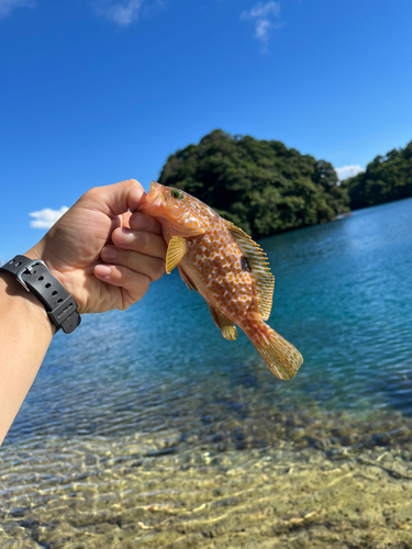 キジハタの釣果