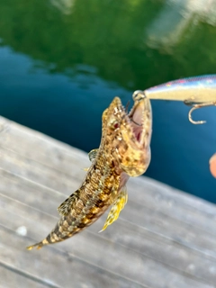 エソの釣果