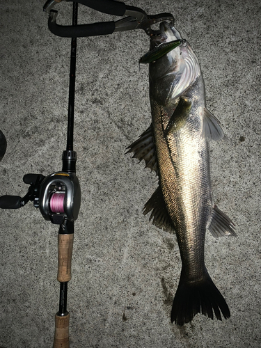 シーバスの釣果