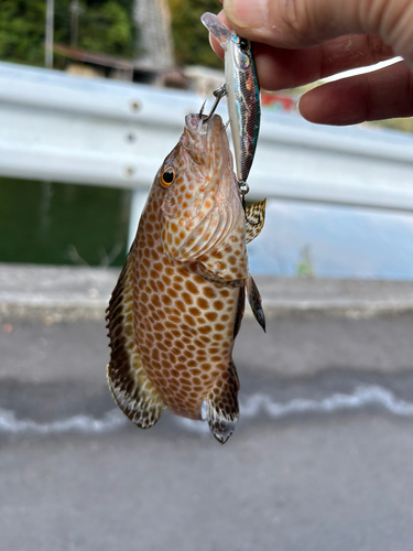 オオモンハタの釣果