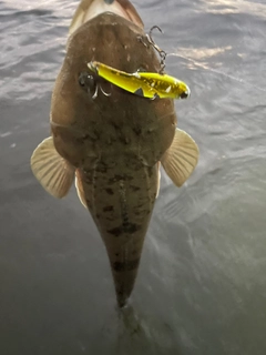 マゴチの釣果