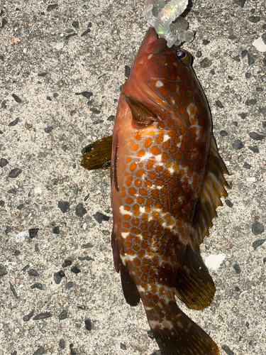 アコウの釣果