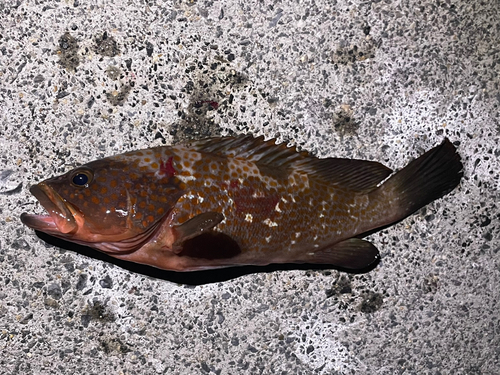 キジハタの釣果