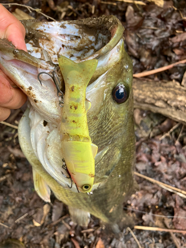 ラージマウスバスの釣果