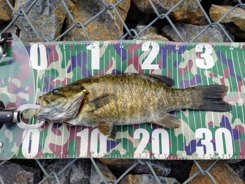 スモールマウスバスの釣果