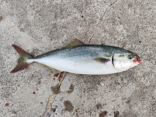 ワカシの釣果