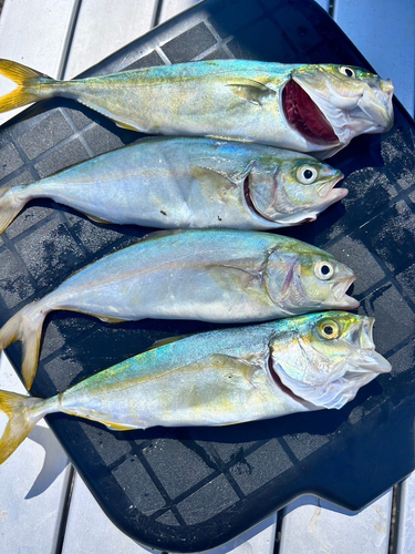 ツバスの釣果