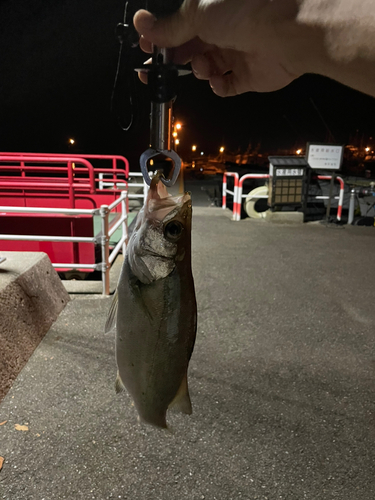 ヒラスズキの釣果