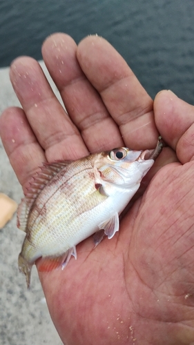 タイの釣果