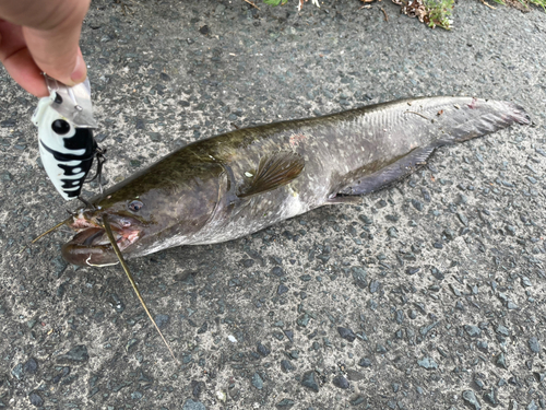 ナマズの釣果