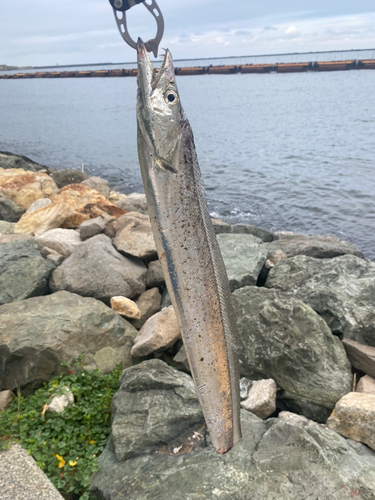 タチウオの釣果