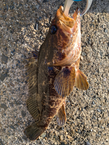 ムラソイの釣果