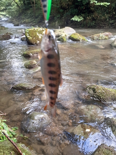 ヤマメの釣果