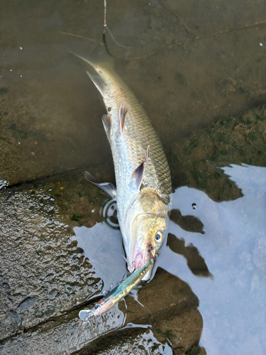 コイの釣果