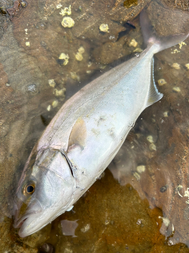 ショゴの釣果