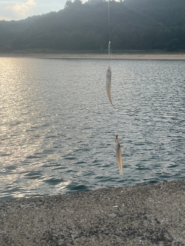 キスの釣果