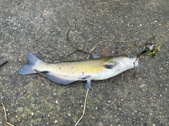 アメリカナマズの釣果