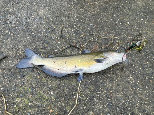 アメリカナマズの釣果