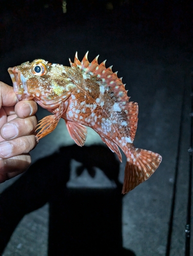 カサゴの釣果