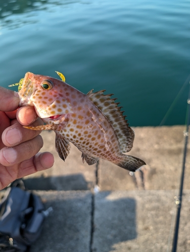 オオモンハタの釣果