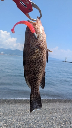 オオモンハタの釣果