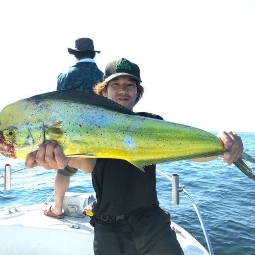 シイラの釣果